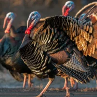 Turkey Sounds